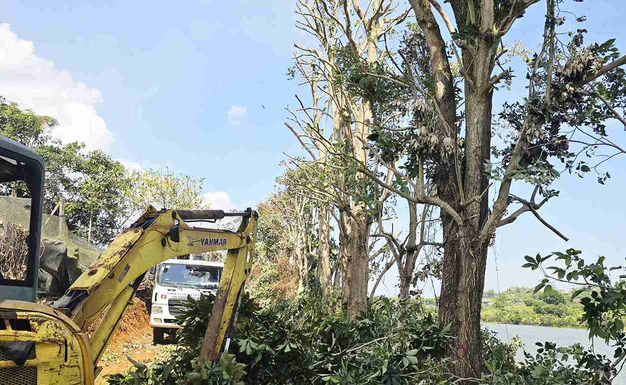 Dàn cây hồng phấn bị cắt cành để phục vụ việc đào bứng, vận chuyển. Ảnh: Phi Long