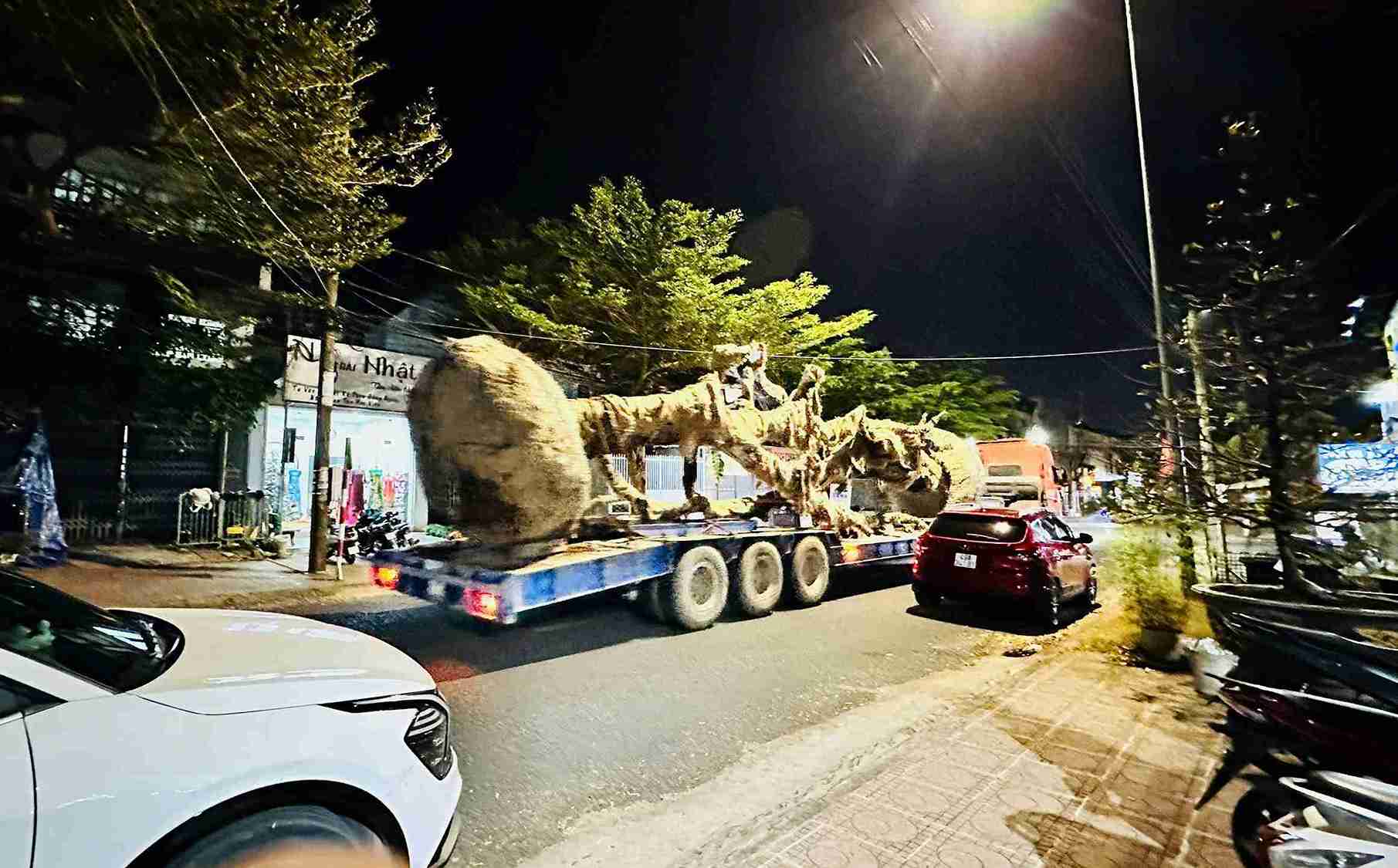 Sau khi đào bứng, một cây hồng phấn cổ thụ được vận chuyển ngay trong đêm. Ảnh: Phúc Khánh
