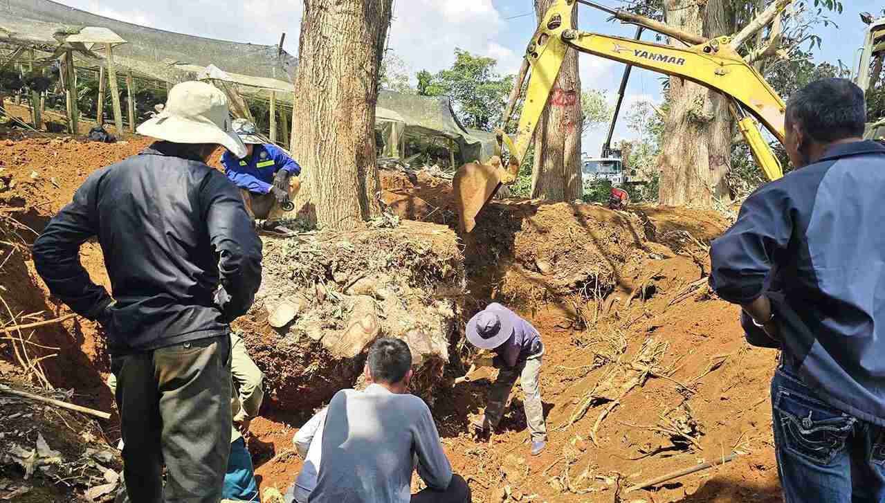 Công ty Việt Nam Thành Công vô tư đào bứng dàn cây hồng phấn khi chưa có sử cho phép của chính quyền địa phương. Ảnh: Phi Long