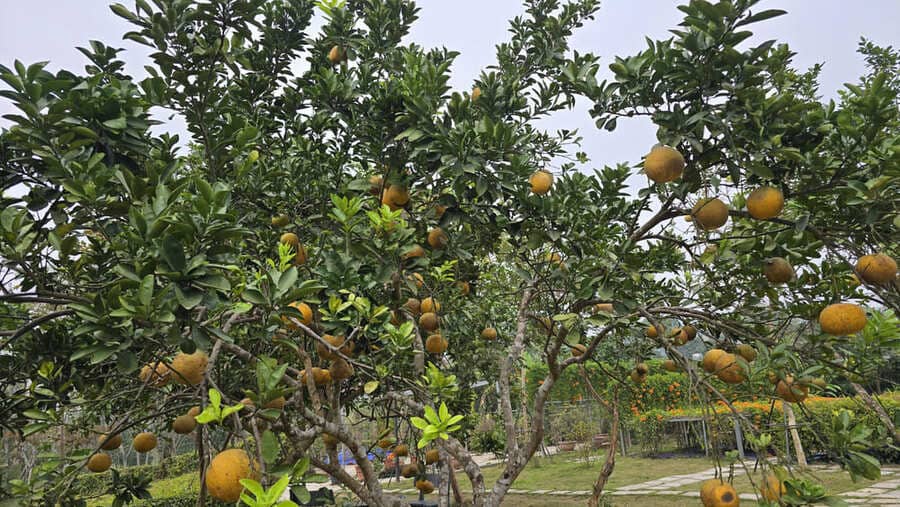 Let's implement some pomelo tree care tips in erratic hot and cold weather. Photo: Tuan Dat
