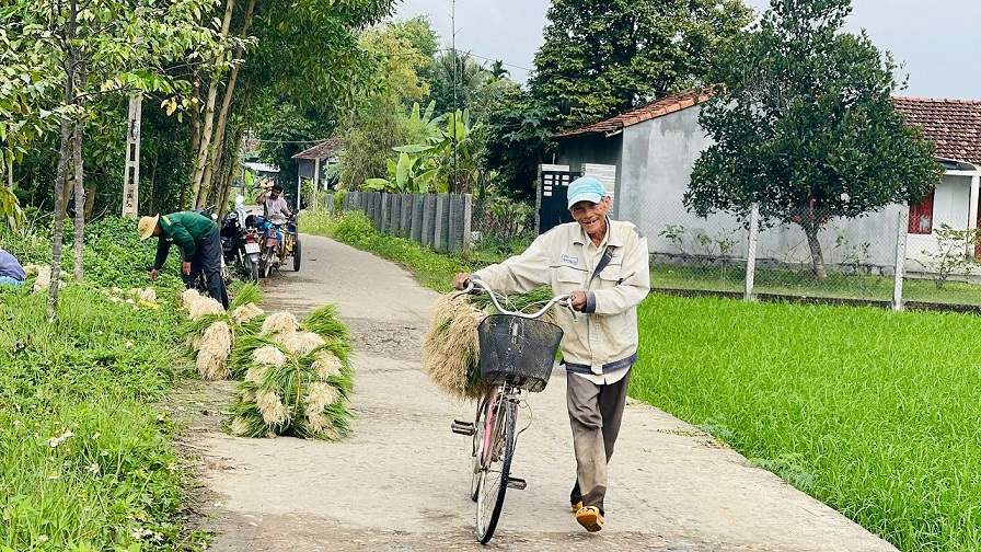 Nong dan phan khoi vi kieu duoc mua, duoc gia. Anh: Vien Nguyen