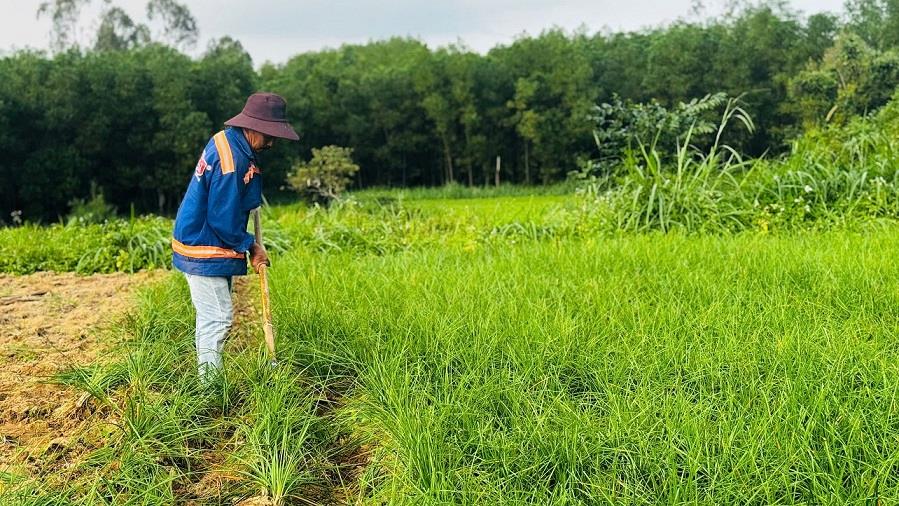 Canh dong kieu o thon Long Yen, xa Binh Son. Anh: Vien Nguyen