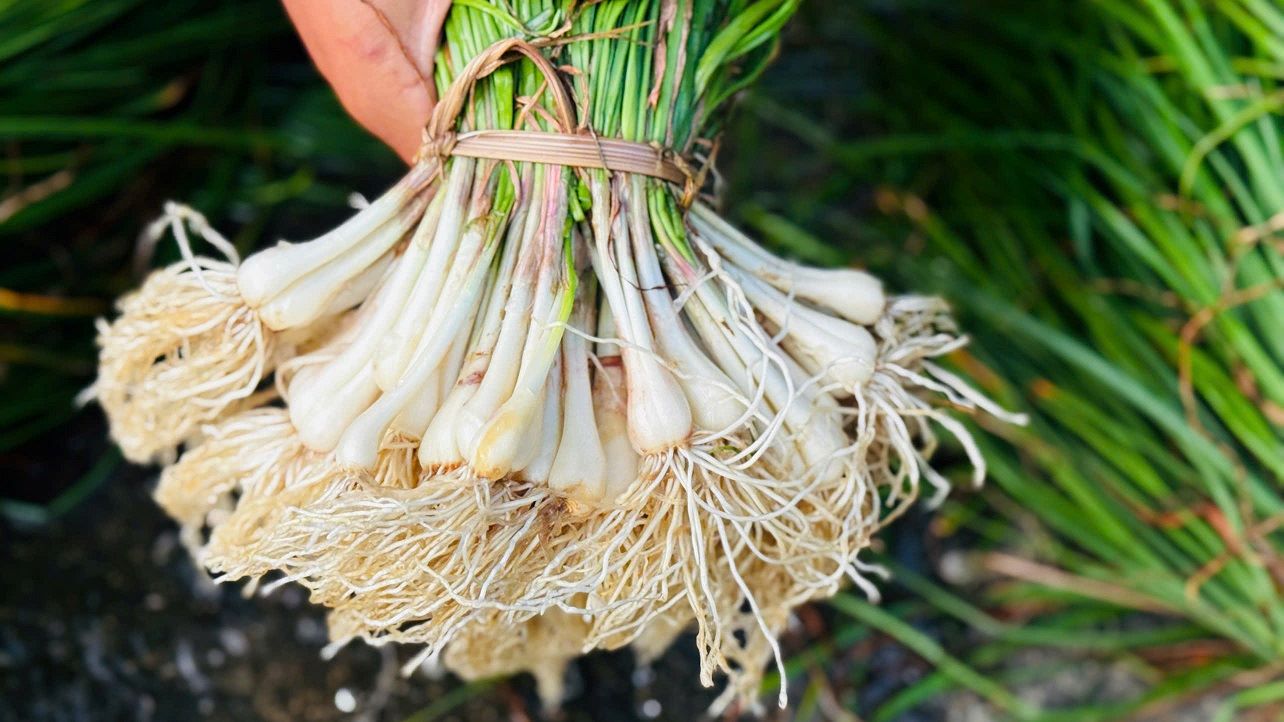 Cu kieu la mon quen thuoc, duoc nguoi dan Quang Ngai su dung nhieu trong nhung ngay Tet. Anh: Vien Nguyen