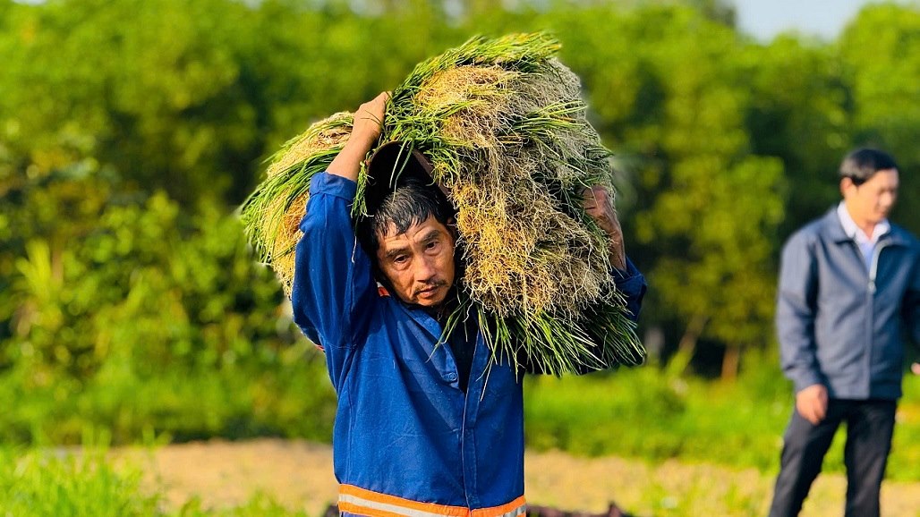 Farmers in Binh Son commune, Quang Ngai province harvest scallions to sell to traders. Photo: Vien Nguyen