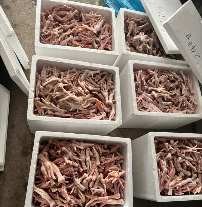 So chan ga bi buoc tieu huy. Anh: Le Van Vu