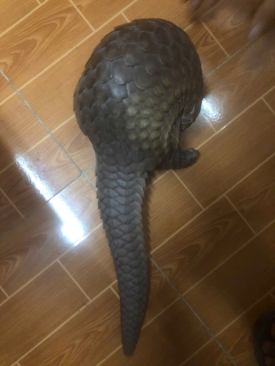 Ca the te te se duoc tha ve moi truong tu nhien Anh: Cong an xa Phu Giao