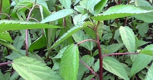 Spinach has viscous properties but is a source of plant iron supplement that workers in many industries can take advantage of. Photo: Kieu Vu