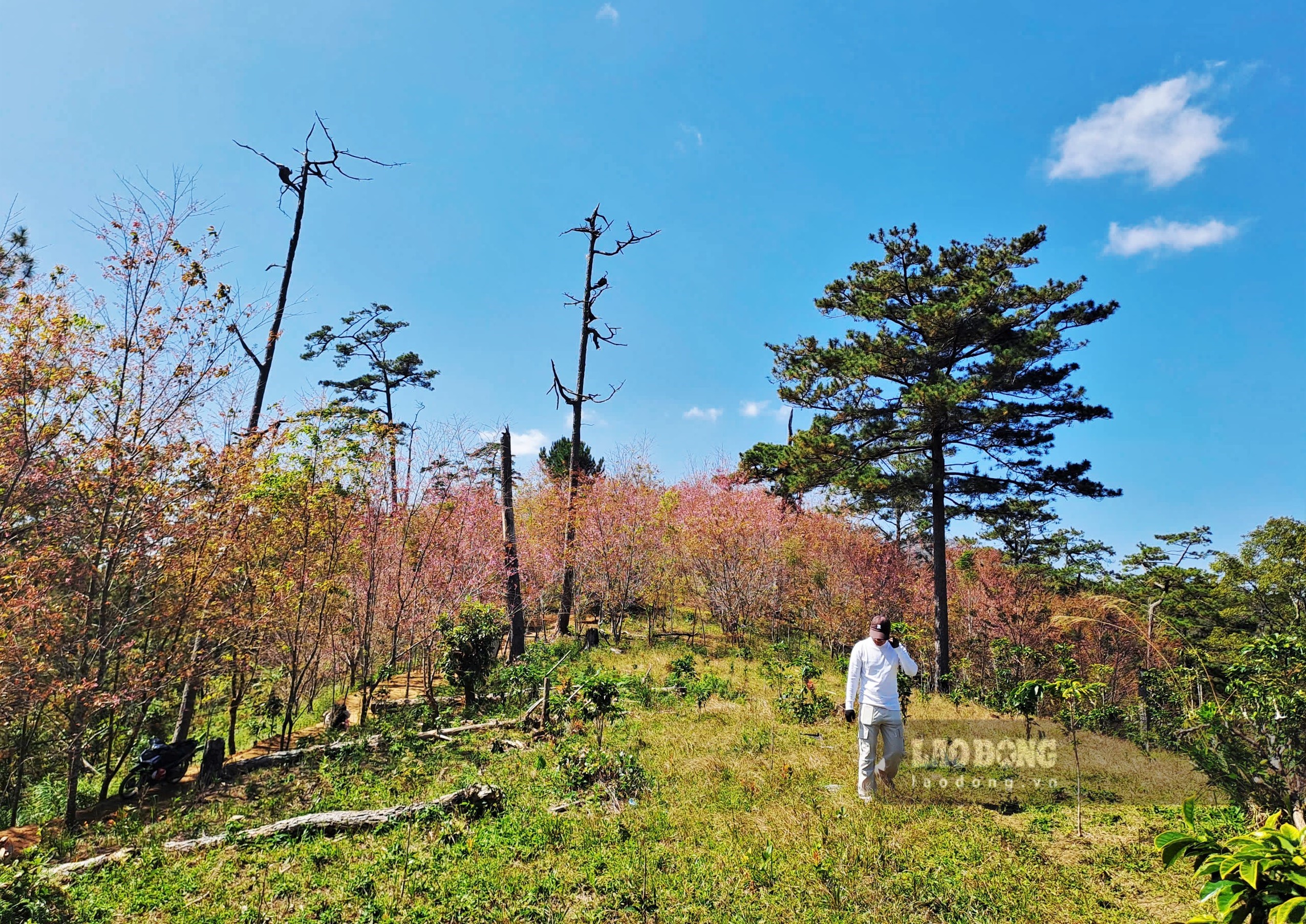 Ngam canh doi hoa mai anh dao no nhuom hong tai khu vuc Tram kiem lam Klong Klanh. De toi day du khach phai gui oto, xe may o duoi duong lon va di bo len duong mon khoang 10 phut. Khu vuc nay muon quay chup anh nen xin phep can bo tram kiem lam.