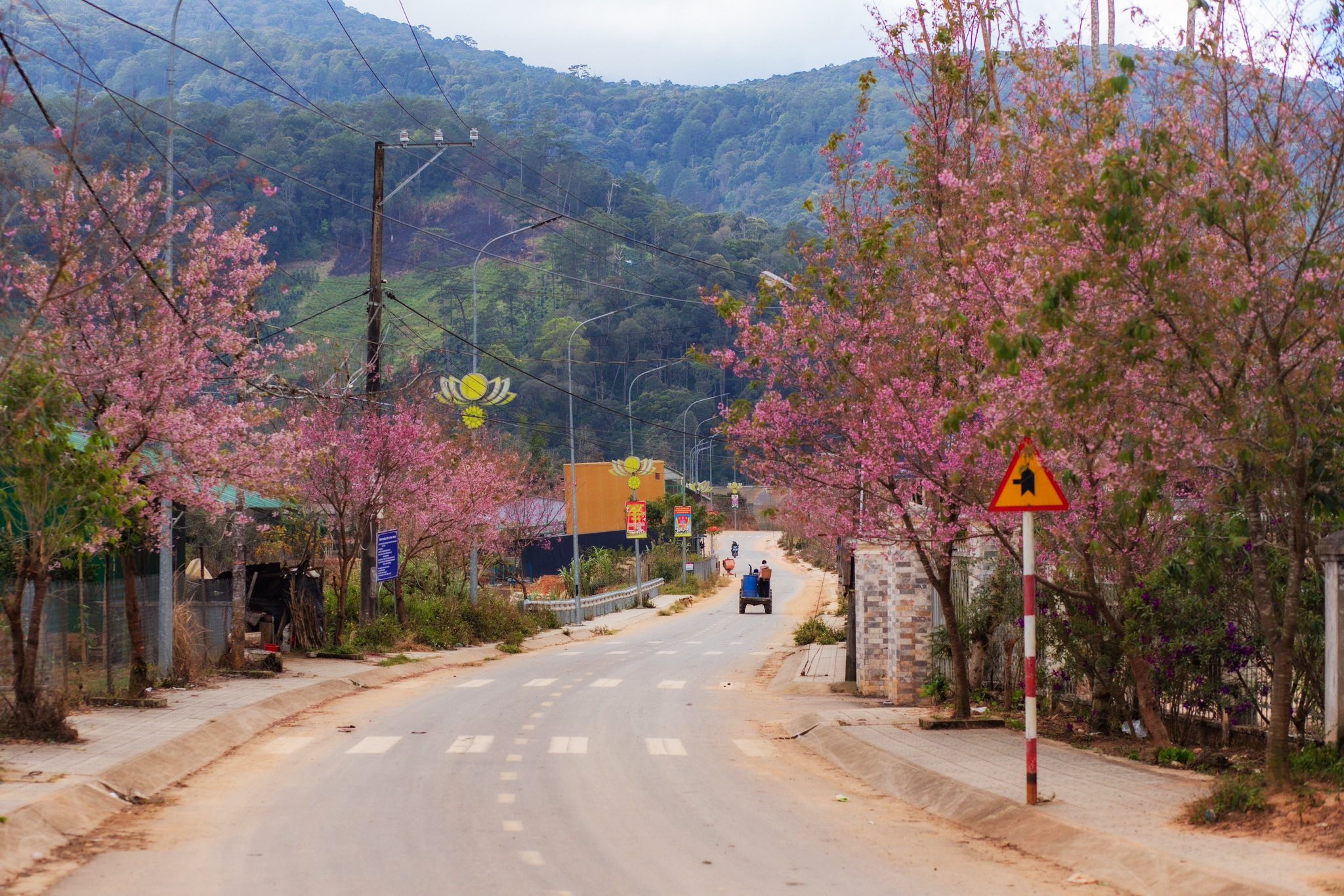 Cung duong QL27C di qua thon cua nguoi dan toc K'Ho, nay thuong goi la thon Dung Ksi - mot trong nhung buon lang thu hut nhiep anh gia va du khach check-in moi mua hoa mai anh dao no. Nam nay, thoi tiet dep hoa bung no lien tuc o day tu sau ngay 20.1. Anh: Pham Kim Nhan