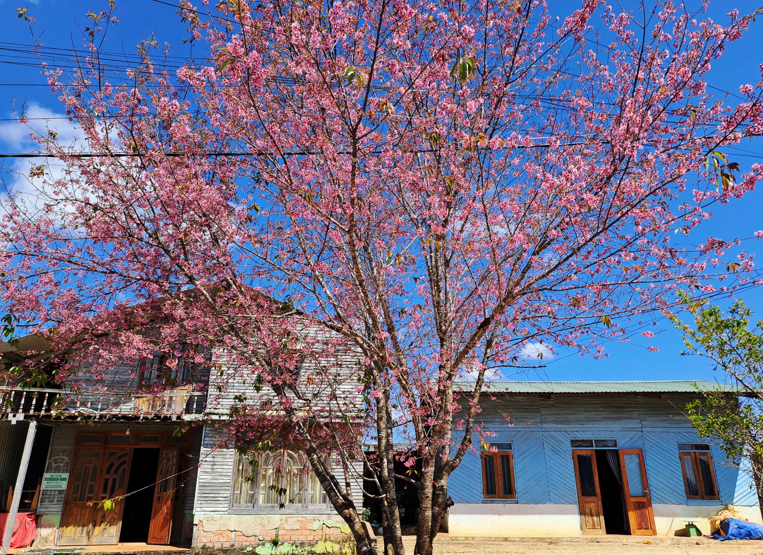 Cay mai anh dao gan 20 nam tuoi cua mot gia dinh nam tren duong di xa Da Chais. Theo chu nha, cay da no duoc 2-3 tuan nhung van tuoi sac hoa toi cuoi thang 1. Du khach luu y chup anh trong khuon vien nha dan can xin phep chu nha truoc. Anh: Dan Thanh