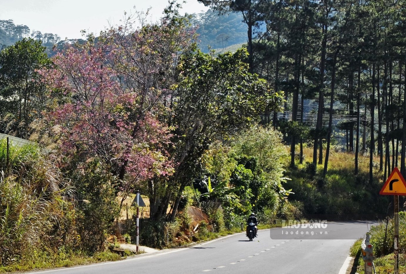 Chay xe ra khoi thanh pho khoang 50km, doc duong ban da co the nhin thay nhung cay mai anh dao bung no ruc ro, to diem cho mua xuan sap den voi vung dat Tay Nguyen. Anh: Dan Thanh