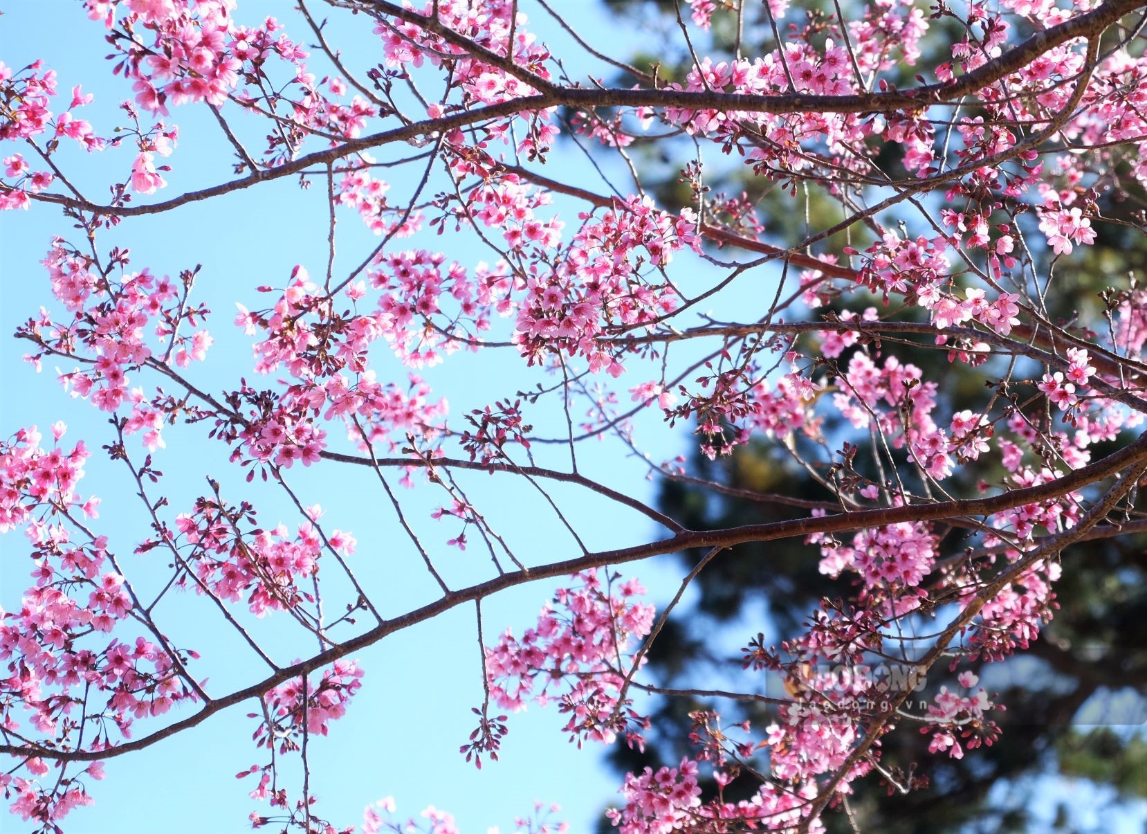 Ve dep lam say dam long nguoi cua mai anh dao ket hop thoi tiet nang am ve trua, se lanh ve toi la khoang thoi gian dep nhat nam de du lich Da Lat, Lam Dong. Du khach dung bo qua thoi diem nay ma hay len lich trinh ngay de duoc dam minh giua thien duong hoa xuan. Anh: Dan Thanh