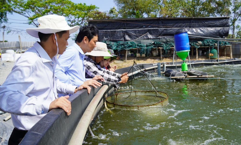 TP Can Tho day manh ung dung cong nghe cao trong nuoi tom nuoc lo, huong toi phat trien ben vung. Anh: Phuong Anh