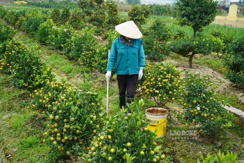 Ba Bui Thi Tam tuoi nuoc deu dan cho vuon quat Tet 300 goc. Ảnh: Mai Dung