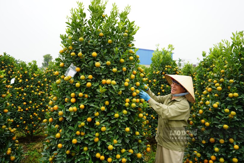 Ba Do Thi Dung phan khoi vi nhieu cay quat tien trieu da duoc khach dat mua. Ảnh: Mai Dung