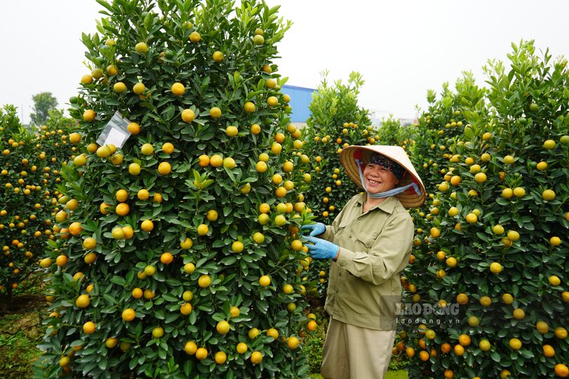 Landlords living in Minh Kha, An Hai, Hai Phong celebrate the Tet harvest season. Photo: Mai Dung