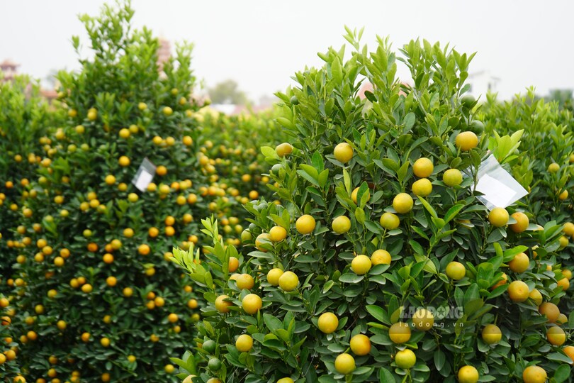 Hau het cac cay quat trong vuon Trong Dung deu da co chu. Ảnh: Mai Dung