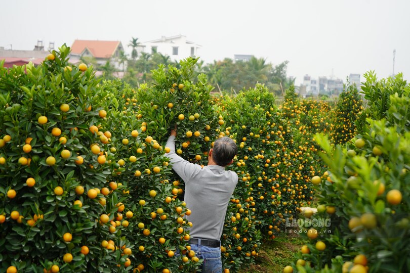 Ong Trong chinh lai dang quat truoc khi chuyen den tay khach hang. Ảnh: Mai Dung
