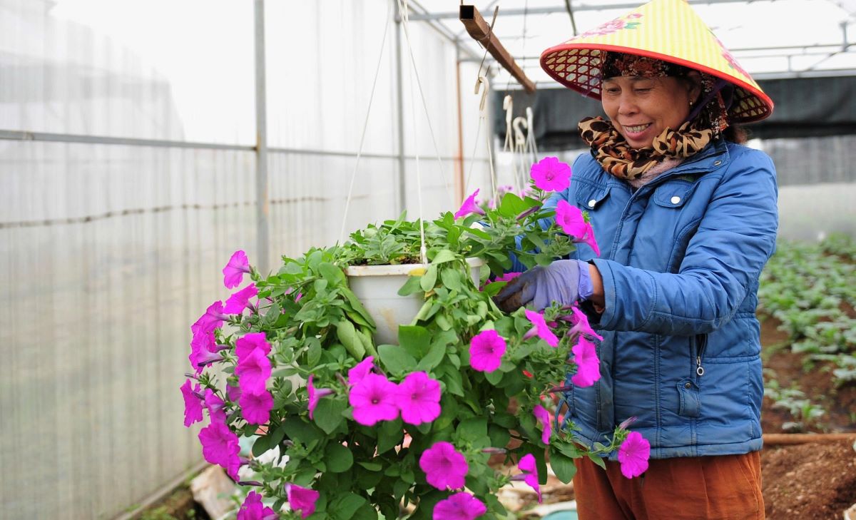 People in An Lac village take care of flowers to serve the Tet market. Photo: Hung Tho
