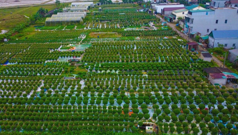 Mot goc lang hoa An Lac. Anh: Hung Tho