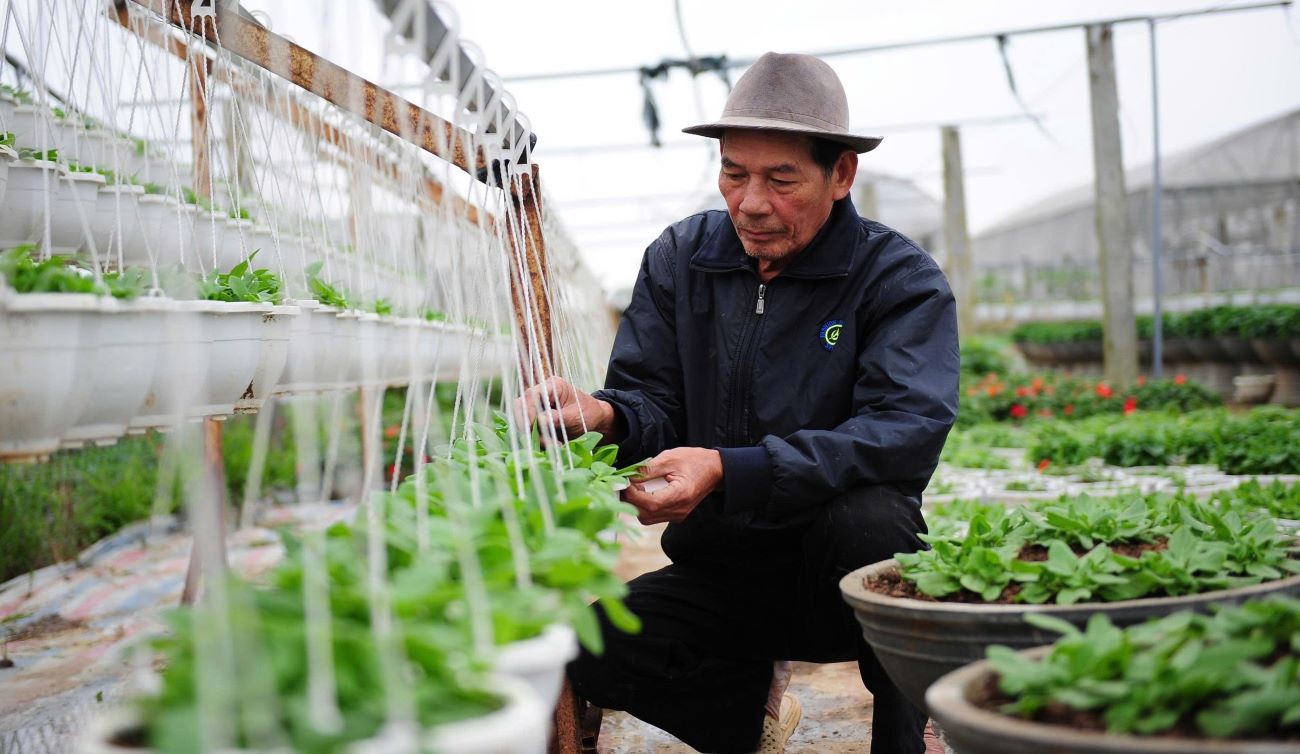 Nguoi dan o lang An Lac cham soc hoa. Anh: Hung Tho