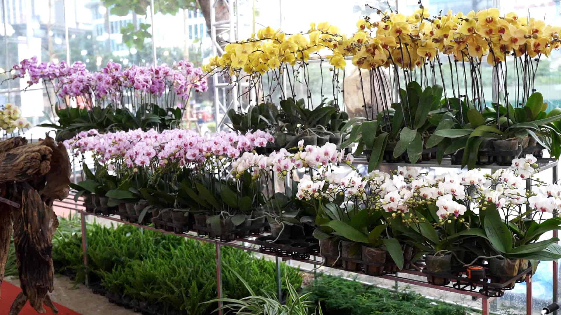 Les orchidees papillon pour le Tet augmentent legerement de prix, les clients de Hanoï preferent les pots combines a des miniatures