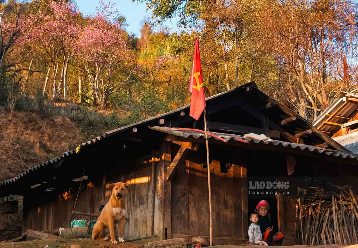 Sac dao rung bung no khap cac suon nui, khe ban, nhuom hong khong gian nui rung Tay Bac, tao nen mot buc tranh mua xuan moc mac ma quyen ru.