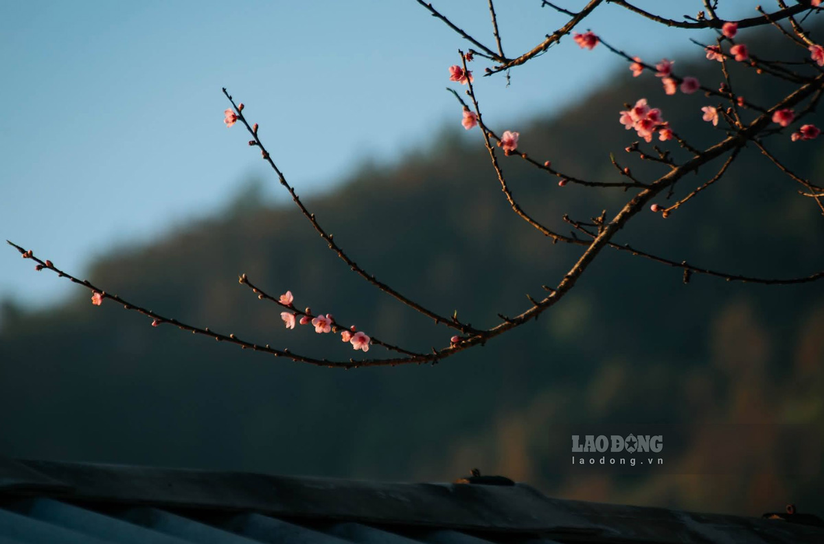 Hoa dao rung khong ruc ro pho truong ma mang ve dep gian di, canh hoa mong manh rung rinh trong nang chieu.