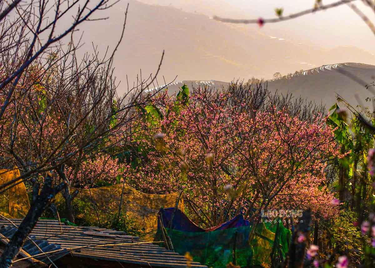 Tu trung tam Ta Xua, vuot quang duong chung 20km quanh co, Xim Vang hien ra binh yen voi nhung nep nha nguoi H’Mong nam nep minh duoi tan dao gia.