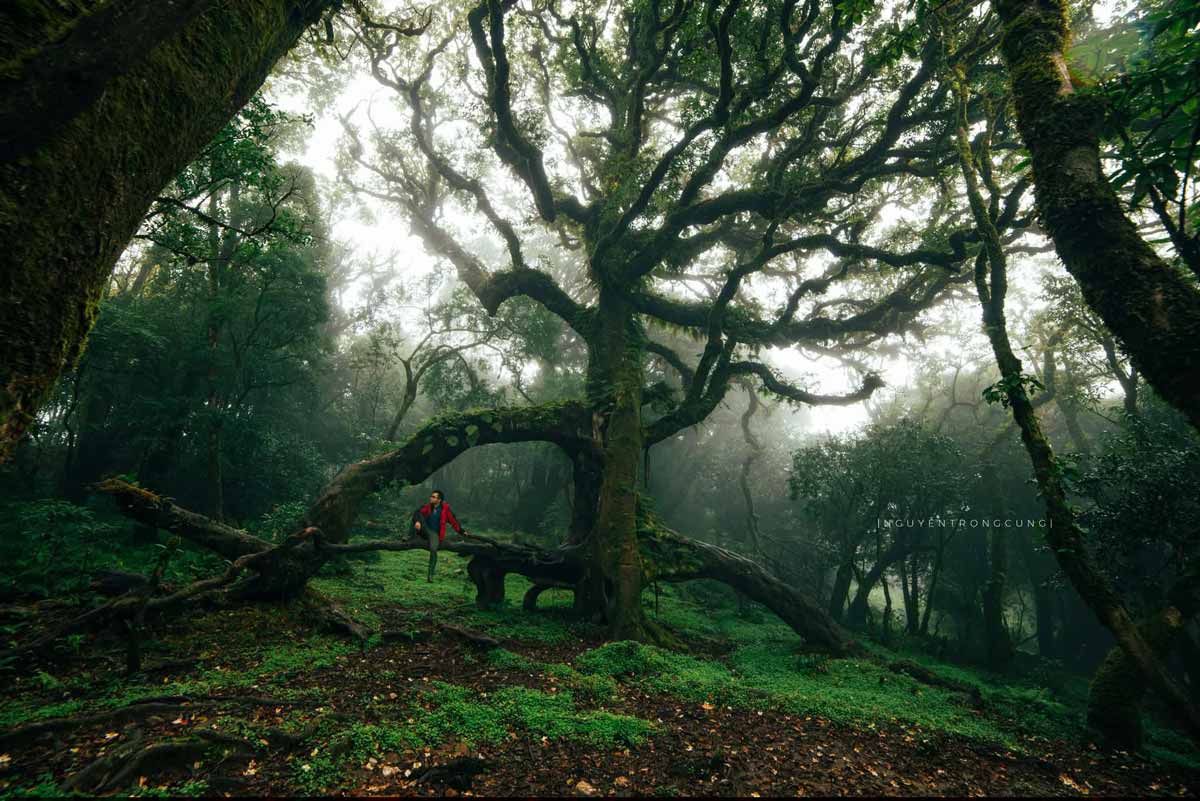Khong chi co hoa dao, Xim Vang con hap dan boi dinh Samu ma mi, an hien trong may nui, la diem den duoc nhieu nguoi yeu thich kham pha. Anh Nguyen Trong Cung (nhiep anh gia que Hung Yen) cho biet: “Toi an tuong voi noi day la su yen binh. Xim Vang khong dong duc nhu mot so diem du lich khac, moi thu dien ra cham rai, nhe nhang. Dac biet, mua nay hoa dao rung no khap ban, tao cam giac rat gan gui, moc mac. Hoa dao no tu nhien, khong qua ruc ro nhung rat duyen. Buoi chieu, anh nang chieu qua canh dao gia, canh hoa roi nhe tren mai nha nguoi H’Mong, cam giac rat nen tho“.