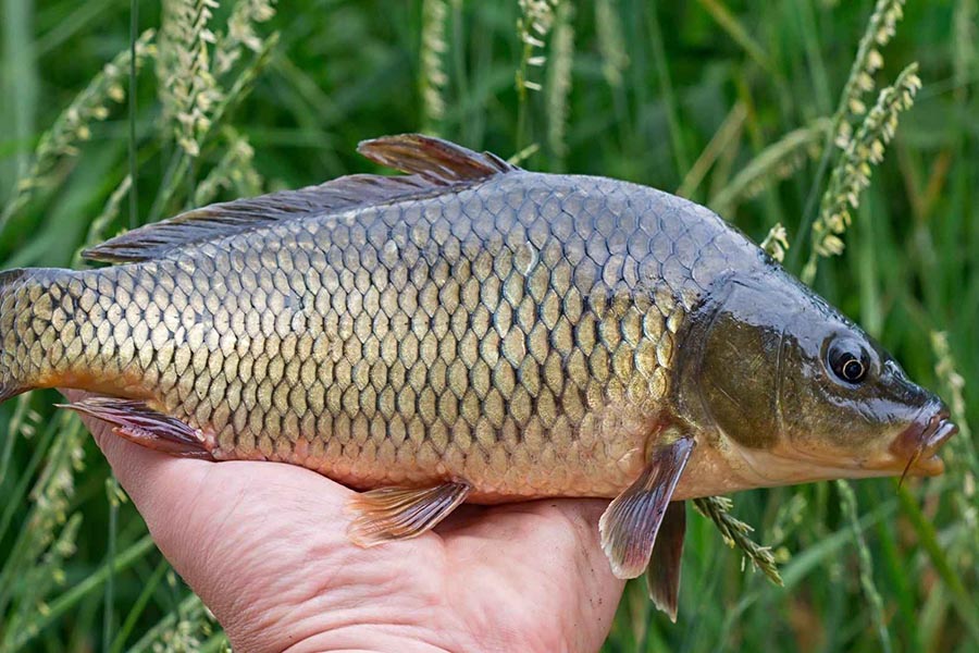 Un poisson familier riche en omega-3, extremement bon pour le cœur