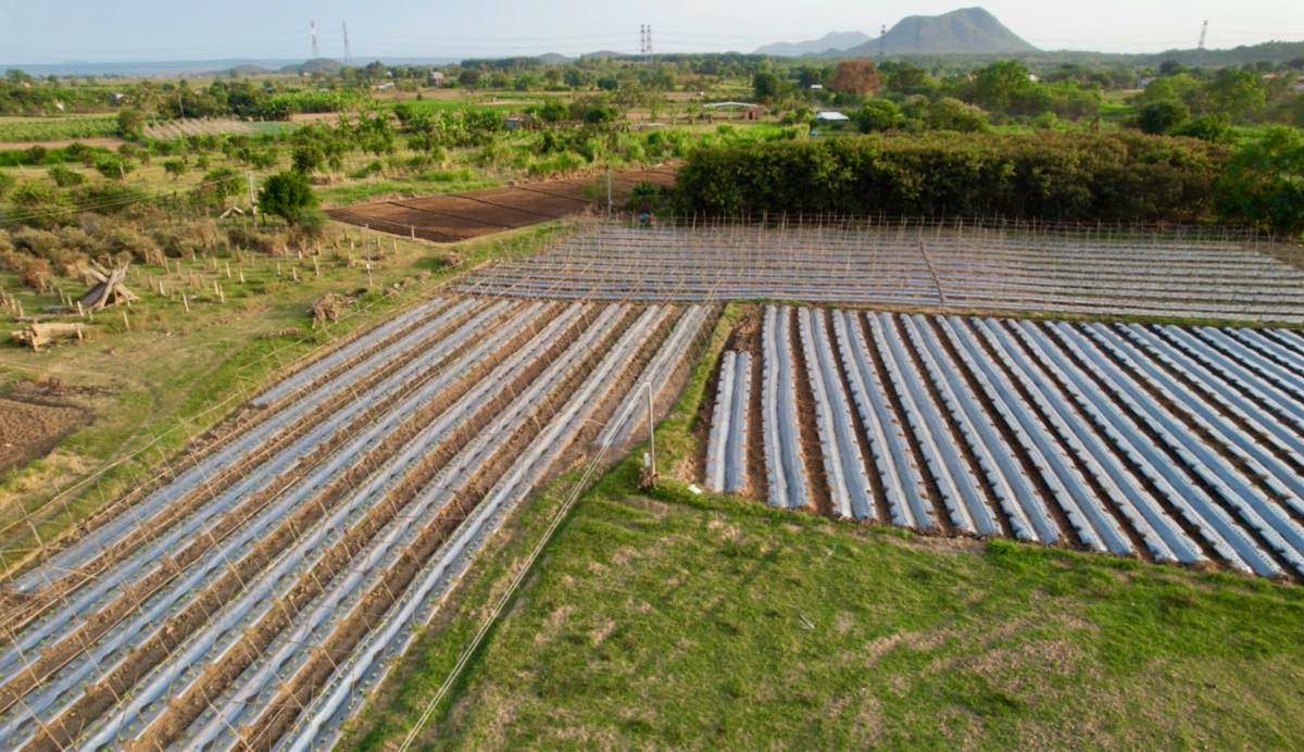 Les plates-bandes de legumes cultivees par les habitants restaurent la production.