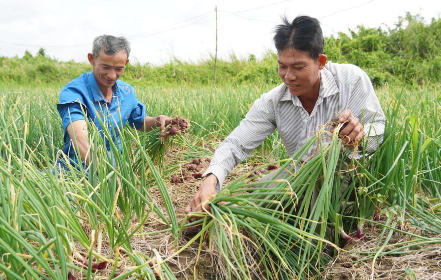 Nong dan Vinh Chau thu hoach hanh tim som de kip cung ung thi truong Tet. Anh: Phuong Anh