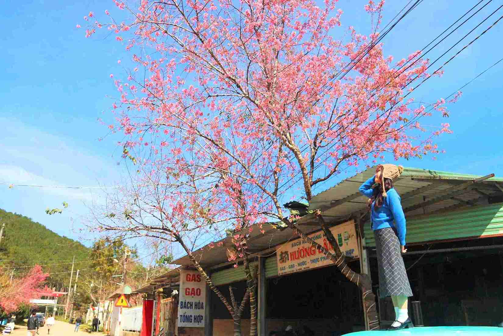 Giua sac hong mai Anh dao va khong khi xuan lan toa, buon lang Dung K’si hien len binh di, am ap, mang dam hoi tho mua xuan cua nui rung Tay Nguyen. Anh: Phuc Khanh 