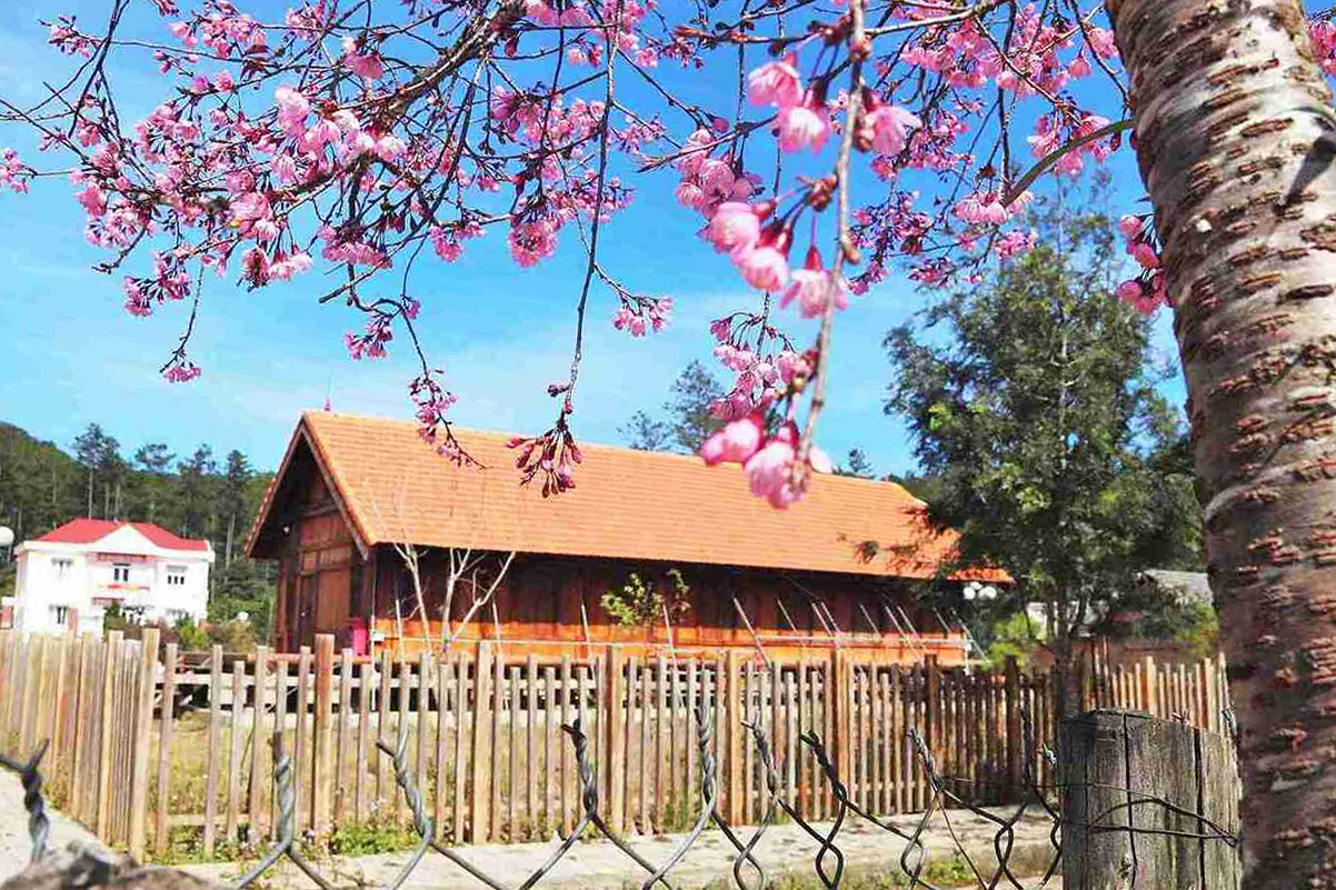 Sac hoa to diem them cho khong gian nha van hoa truyen thong cua nguoi ban dia K'Ho o Dung K'Si. Anh: Phuc Khanh 