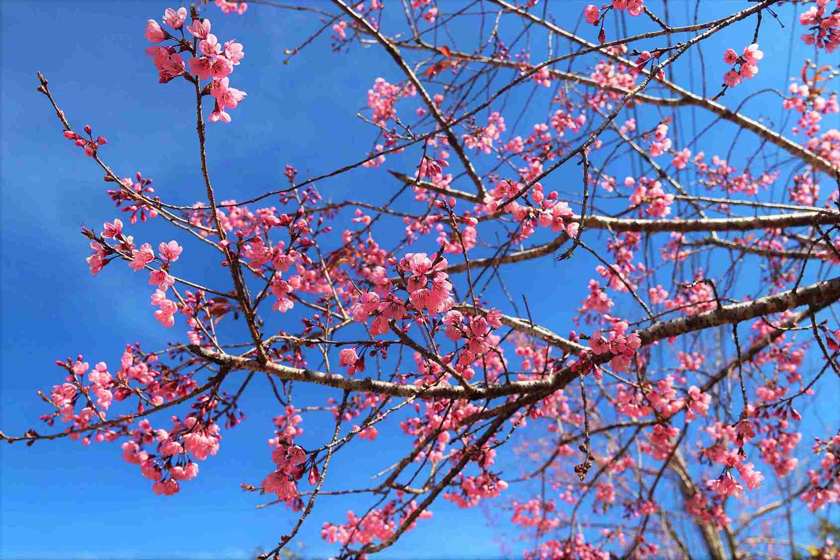 Theo nguoi dan dia phuong, mai anh dao duoc ba con trong truoc cong nha va hai ben duong de tao canh quan. Khi hoa no ro, khung canh tro nen tho mong, thu hut nhieu nguoi den thuong lam va ghi lai nhung khoanh khac dep. Anh: Phuc Khanh 