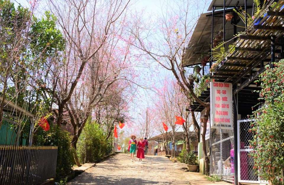 Voi do cao tu 1.200-1.700m so voi muc nuoc bien, Dung K'Si so huu khi hau trong lanh, mat me quanh nam. Dac biet, vao thoi diem giap Tet Nguyen dan, nhiet do dao dong tu 10-20 do C cung bau troi trong xanh tao dieu kien ly tuong cho mai anh dao bung no ruc ro. Anh: Phuc Khanh  