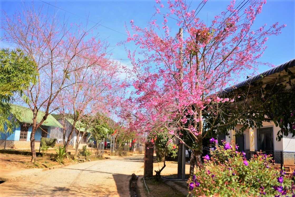 Hoa mai anh dao bung no, bien ngoi lang cua dong bao K'Ho thanh diem den hap dan, thu hut dong dao du khach va nguoi dan dia phuong den chiem nguong va chup anh. Anh: Phuc Khanh   