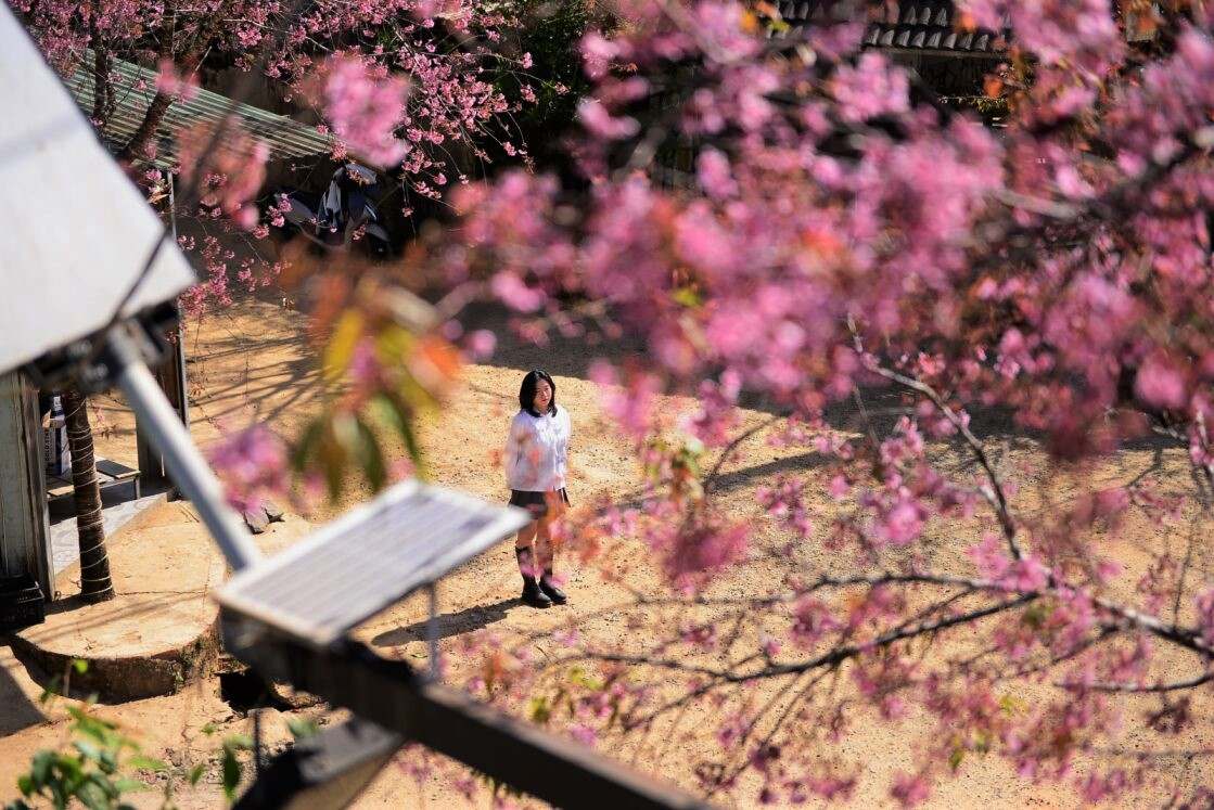 Nu du khach tao dang ghi lai nhung khoanh khac an tuong ben nhung canh mai anh dao ruc ro. Anh: Phuc Khanh 