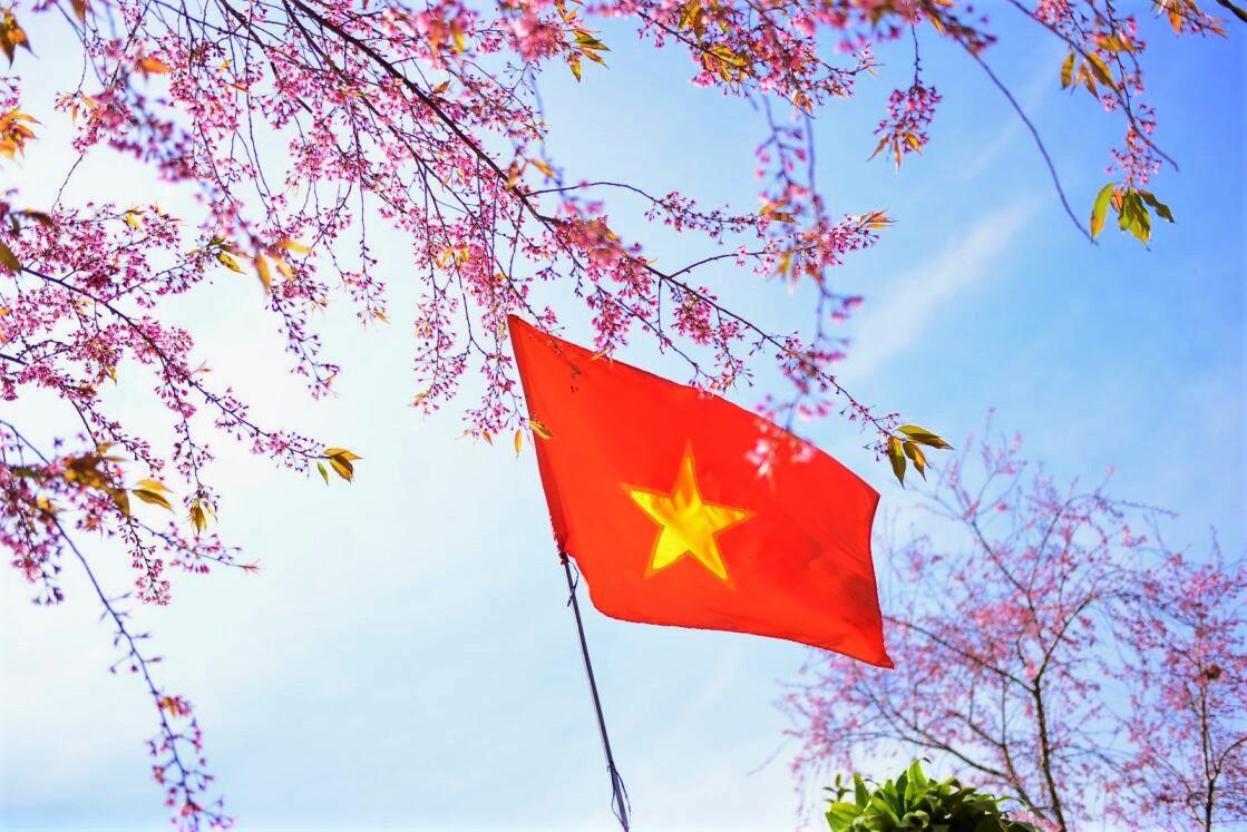 Co do sao vang tung bay trong nang am, hoa cung sac hong cua mai anh dao tao nen mot buc tranh tuyet dep tai buon lang K'Ho. Anh: Khanh Phuc 