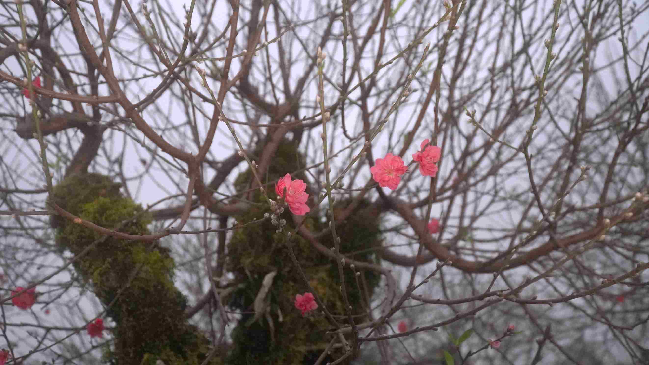 Cay dao rung ghep mat dao bich ket hop ve co kinh, hoang da cua goc rung voi sac hoa ruc ro, mang y nghia may man ngay Tet. Anh: Minh Vu