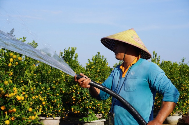 Thanh Ha village ornamental kumquats (Hoi An Tay ward, Da Nang city) are ordered early by traders. Photo: Tran Thi