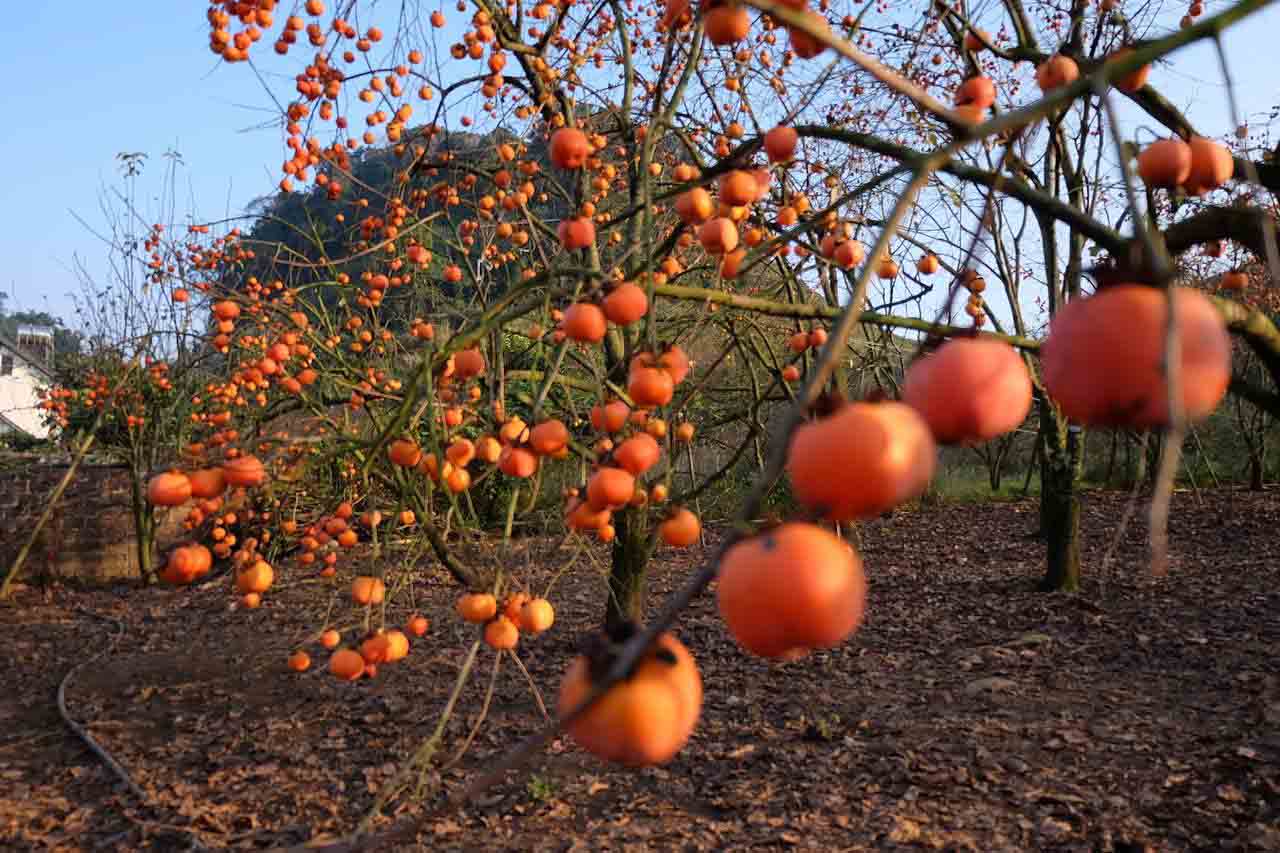 Những cành hồng sai trĩu quả.