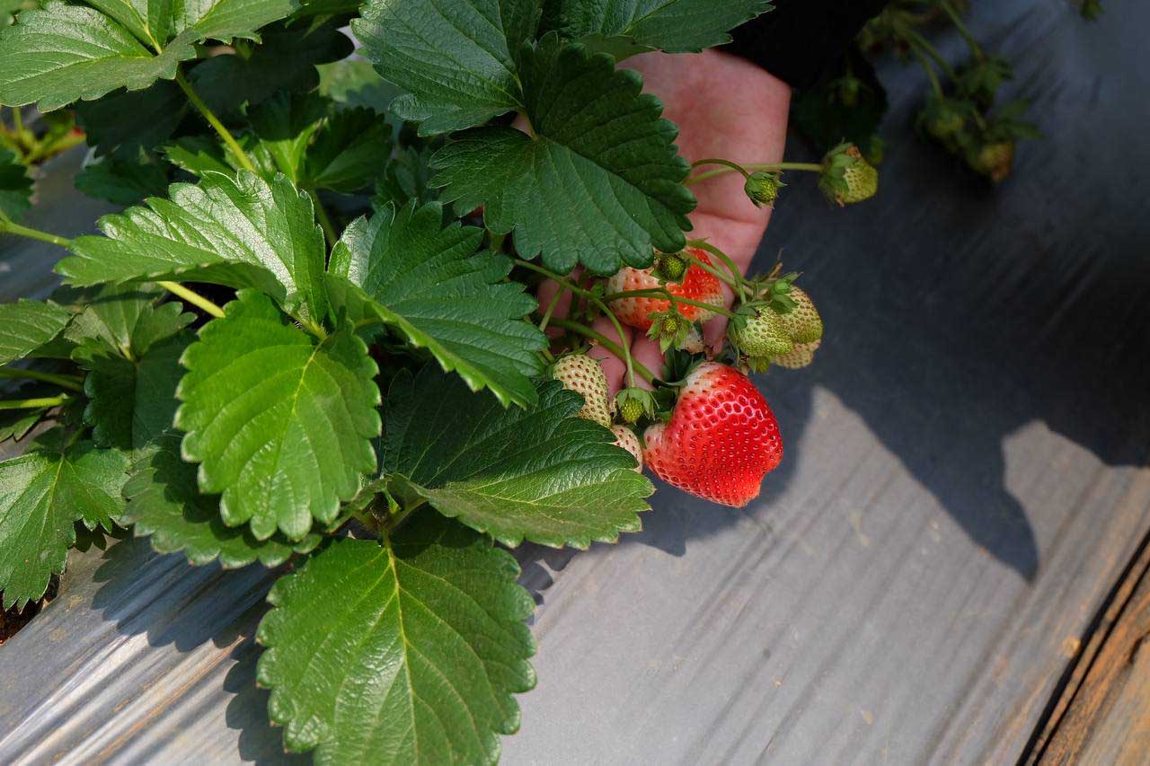 Hái dây tây là hoạt động được nhiều gia đình yêu thích.