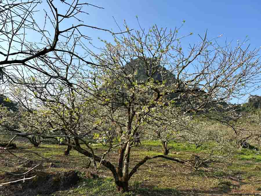 Hoa mận bung nở ở Mộc Châu. Ảnh: Đặng Huyền