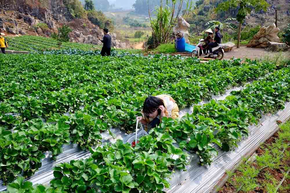 Các vườn dâu tây đang vào mùa chín đỏ mọng.