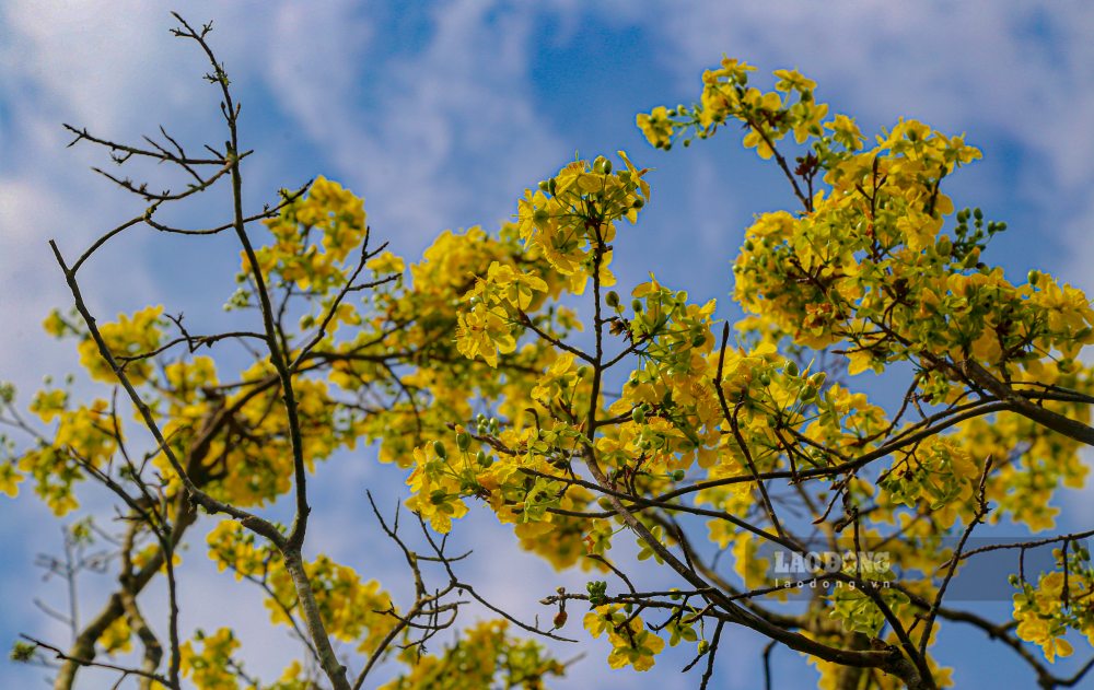Duoi su cham soc cong phu cua cong nhan Trung tam Cong vien cay xanh Hue, nhieu cay da bat dau no nhung bong hoa dau tien, rung rinh trong nang dong. 