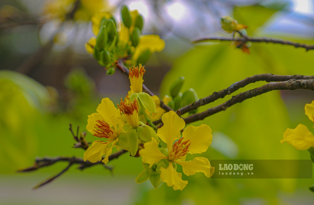 Theo gioi choi cay canh, moi goc hoang mai trong vuon co gia tri uoc tinh tu 20–50 trieu dong, ca biet co cay duoc dinh gia cao hon nhieu lan. 