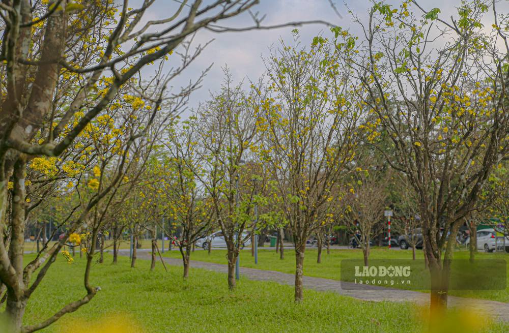 Nhung ngay can Tet, sac vang cua hoang mai bat dau phu len khong gian truoc Dai noi Hue, noi bat giua tuong thanh reu phong, tao nen buc tranh mua Xuan dac trung cua vung dat co do. 