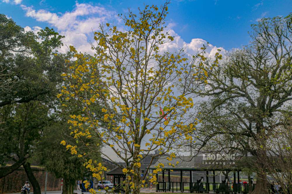 Moi cay mai mang mot dang the rieng, tu co kinh, vung chai den mem mai, thanh thoat, tao nen khong gian thuong lam hai hoa va trang nha. 